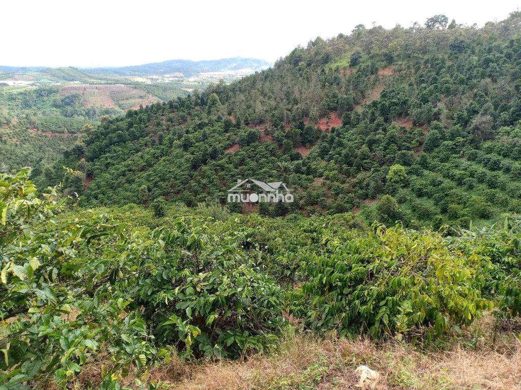 Hơn 7xào đất cây cà phê - Ảnh 2