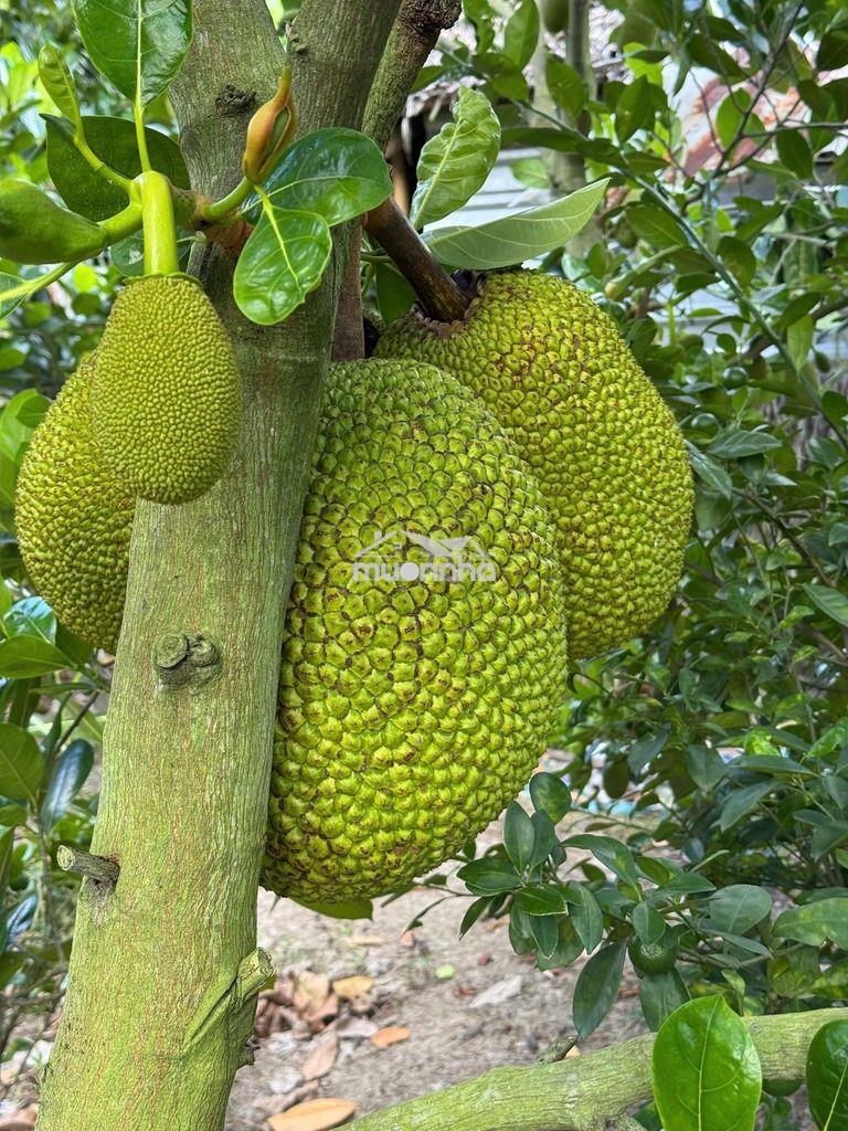 Chính chủ cần bán 1 công đất mít xe hơi tới nơi rẻ nhất khu - 3