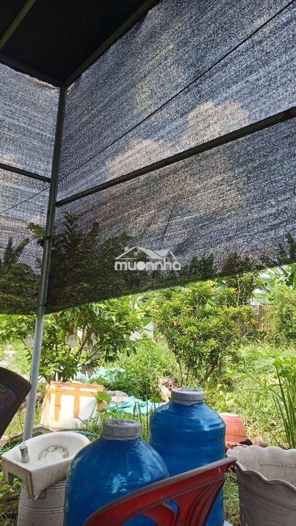 Nhà vườn trái  cây 8*25 có nhà tôn  đường kênh trung ương vĩnh lộc b - Ảnh 3